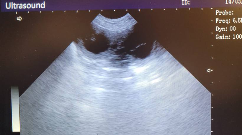Dog pregnancy ultrasound scan at 28 days