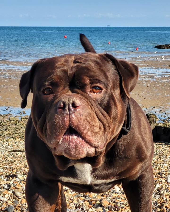 Dre, a chocolate Olde English Bulldogge