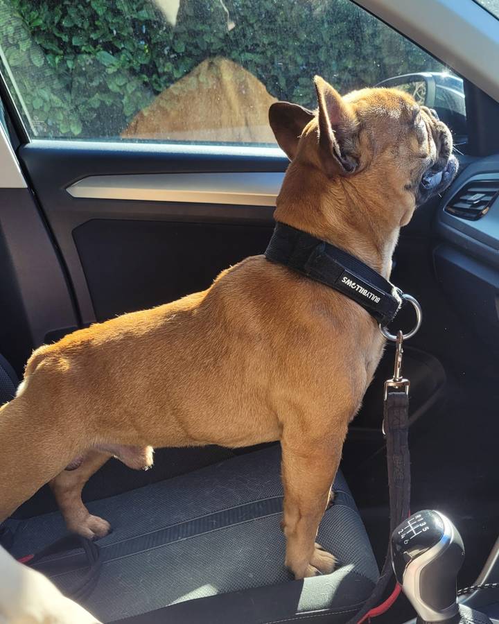 Moose, a red fawn French Bulldog