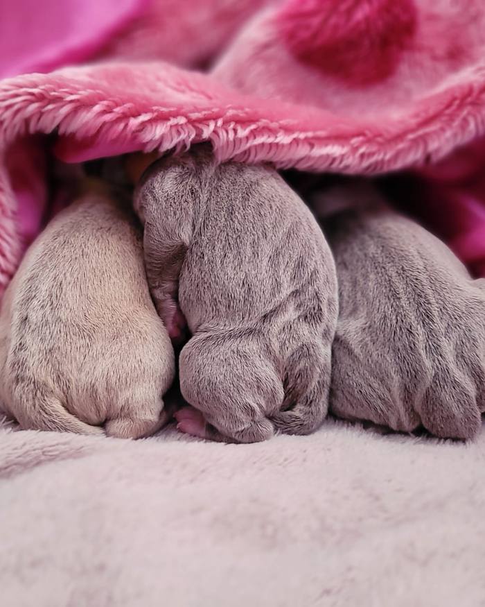 A newborn bulldogge puppy